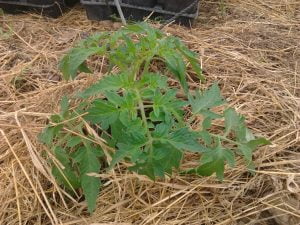 10 avril 2013 : les tomates Saint-Pierre sont maintenant en terre