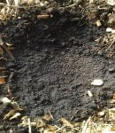 Suivi cultures sur BRF Trous de plantation dans BRF