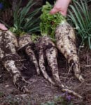Culture du panais au potager en permaculture
