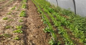 Tableau des distances et profondeurs de semis des légumes