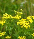 Tanaisie au jardin : culture, recettes détaillées (purin, décoction, macération) et précautions Tanaisie, une plante à cultiver au jardin naturel
