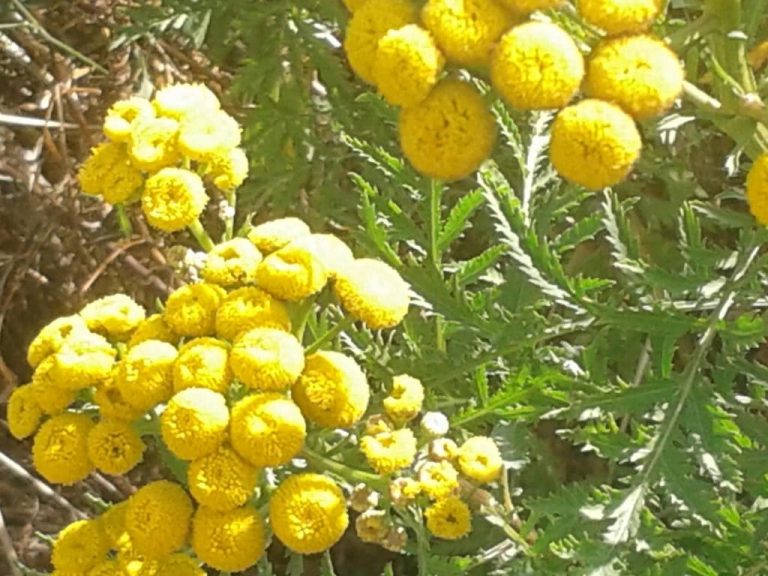 Tanaisie au jardin naturel