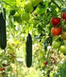 La Culture des Tomates en Permaculture Comment réussir la culture des tomates en permaculture