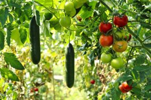 Comment réussir la culture des tomates en permaculture