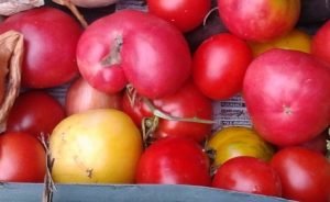 Différentes variétés de tomates