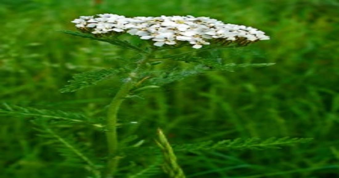 Graines d'Achillée millefeuille - Semences d'Achillea millefolium