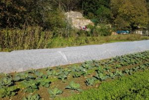 Les topinambours sont plantés au nord pour ne pas ombrager les autres cultures.