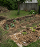 Création d’un potager en permaculture avec paillage, cartons et jeunes plantations dans un jardin amateur.