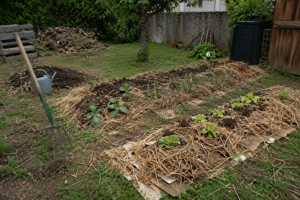 Création d’un potager en permaculture avec paillage, cartons et jeunes plantations dans un jardin amateur.