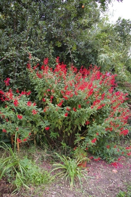 Sauge ananas en fleur