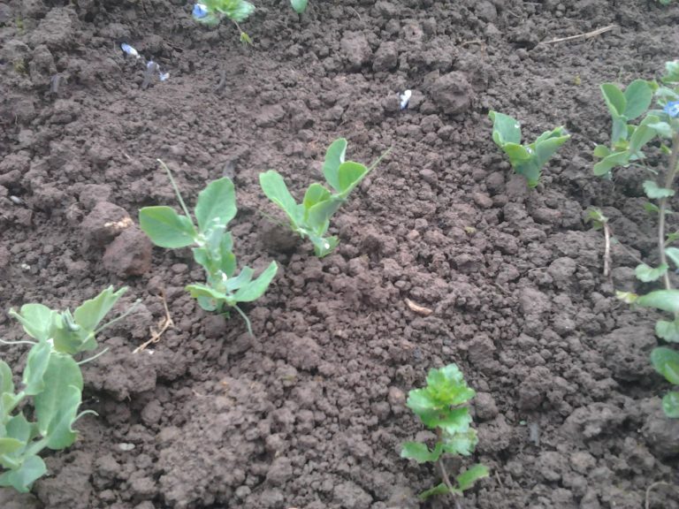 Comment semer au potager