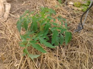Plant de tomates Saint-Pierre sur paillis