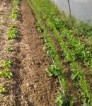 De La Verdure Toute l'Année ! verdure toute l'année