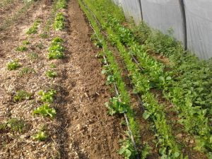Salades, carottes, navets le 22 avril sous serre.