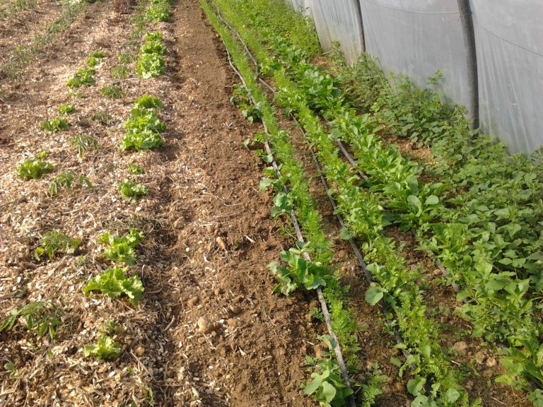 verdure toute l'année