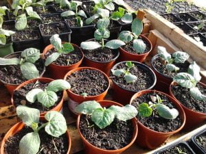 Semis en godets de courges musquée de Provence et Potimarron Red Kuri (au second plan)