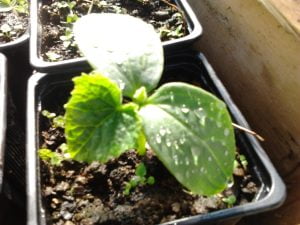 Jeune plant de concombre Vert Long Maraîcher