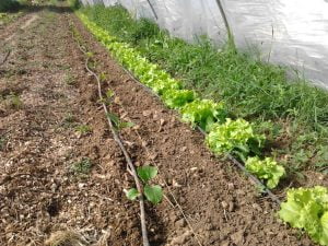 Aubergines et laitues de printemps sous tunnel bas