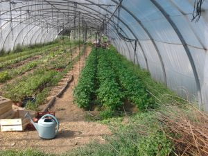 Vue d'ensemble de mon grand tunnel de culture. Les pommes de terre nouvelle sont superbes, les tomates en place (au centre), des salades sont à maturité, ainsi que des petits navets (sur la gauche). Des carottes se développent également très bien...Remarquez les herbes sauvages en bordure ainsi qu'un tas de branchage au premier plan sur la droite (j'ai vu un hérisson s'y camoufler...).