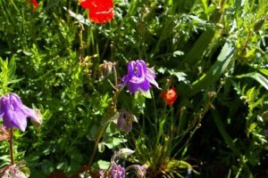 Une belle floraison d'ancolie