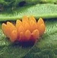 Oeufs de coccinelles