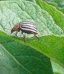 Doryphore - Moyens préventifs et traitements naturels doryphore sur feuilles de pommes de terre... les ravages arrivent