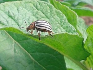 doryphore sur feuilles de pommes de terre... les ravages arrivent