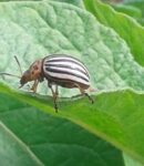 doryphore sur feuilles de pommes de terre... les ravages arrivent