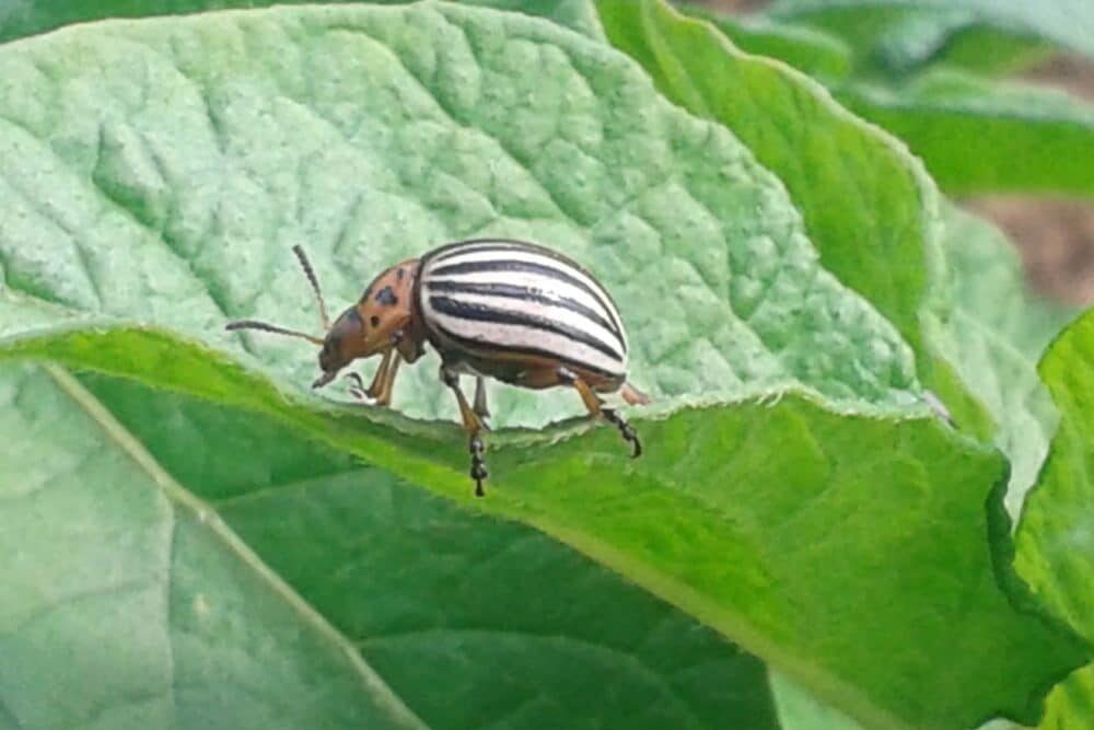 doryphore sur feuilles de pommes de terre... les ravages arrivent