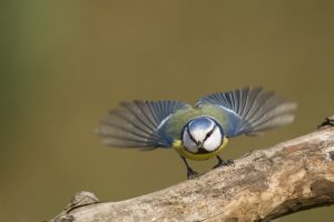 Mésange bleue