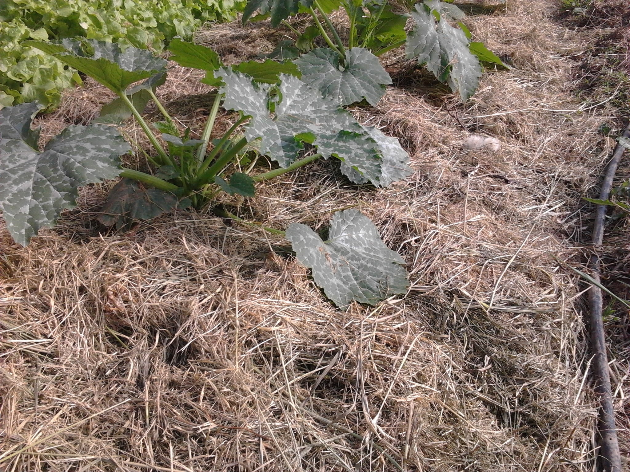 Paillage au Potager, quand et comment pailler