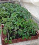 Quand planter les tomates ? Quand planter tomates ?
