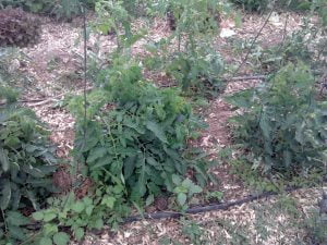 Plants de tomates sous serre - Je devrais déjà récolter...