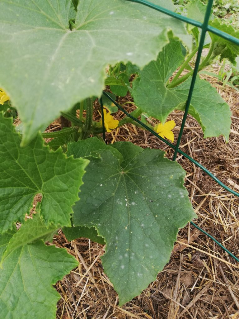 Culture du concombre : réussir au potager (serre ou dehors)