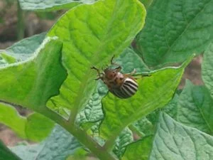 Doryphore sous feuilles de pommes de terre