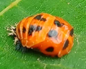 Larve de coccinelle