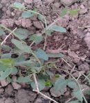 Réconciliez-vous avec le liseron ! liseron se développant dans un potager en permaculture