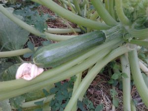 Une bonne pollinisation est indispensable à la formation des fruits...