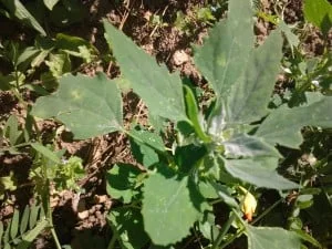Chénopode blanc fait partie des adventices fréquentes au jardin potager