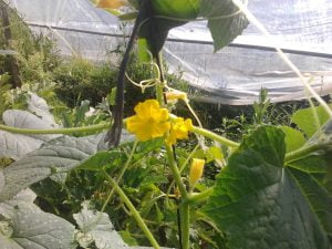 Plant de concombre en fleur