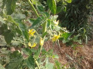 Bouquet floral sur pied de tomates. Une belle fructification en découlera