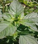 Les adventices, ces herbes que l'on dit mauvaises... adventices ou mauvais herbes