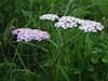 image0003