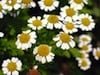 image0004