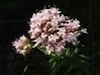 image0008