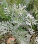 L'Absinthe, une plante répulsive utile au jardin absinthe, une plante indispensable dans un jardin en permaculture