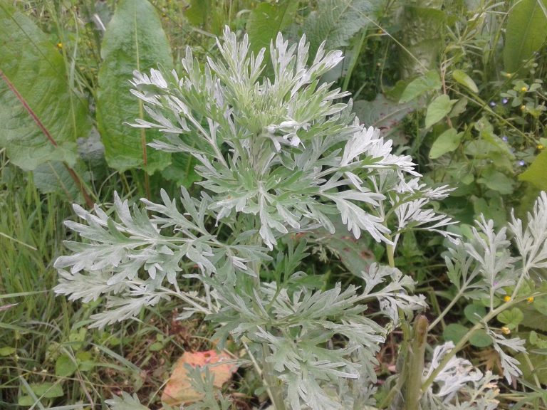 absinthe, une plante indispensable dans un jardin en permaculture