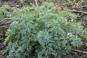 Jeune plant d'absinthe (Artemisia absinthium) multiplié par éclat de souche