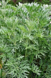 L'absinthe amère (Artemisia absinthium), plante répulsive au jardin