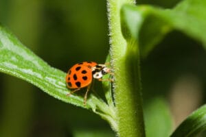 Coccinelle asiatique (Harmonia axyridis) envahit maison et détruit biodiversité